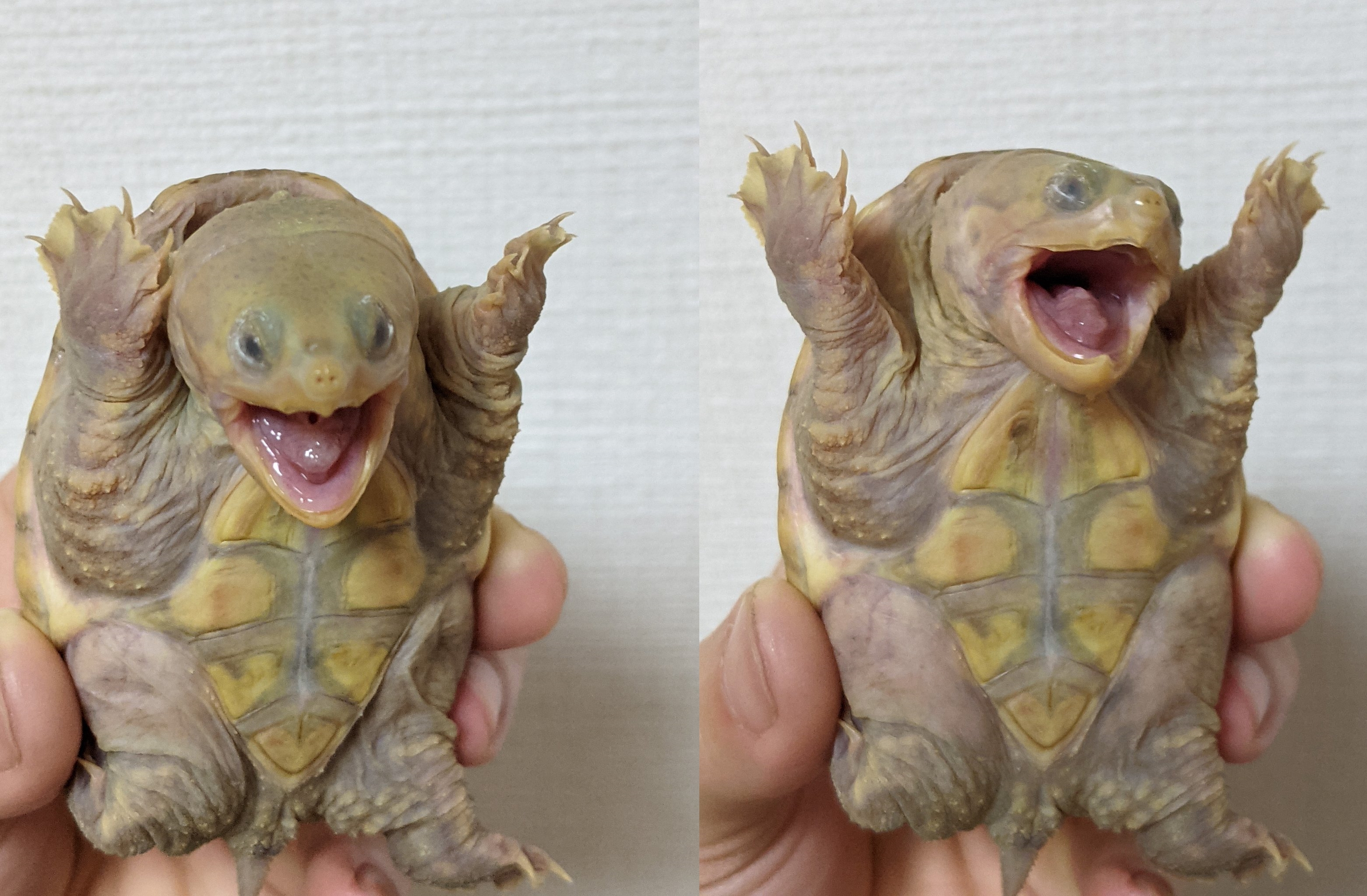 內建表情包？龜龜被相機嚇到「下巴掉下來」　浮誇臉網友笑噴：誰攻擊你的水缸？