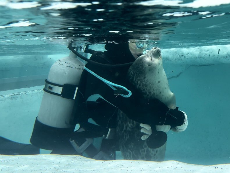 不給你清水族箱！可愛海豹「化身豹枕」硬要討抱　瞇眼享受萌翻遊客：就來看這個～