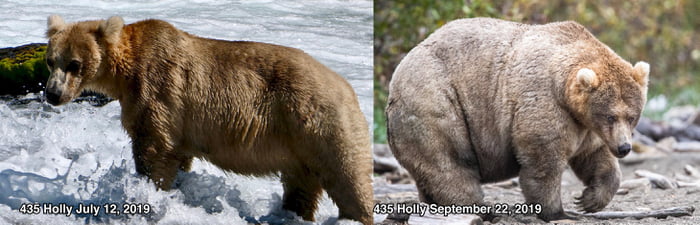 「胖熊爭霸賽」第一名結果揭曉　「熊界最肥美」吸引超多粉絲投票