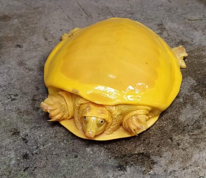 這隻很純！罕見「黃金龜」圓潤現身　專家：史上只有發現2次！