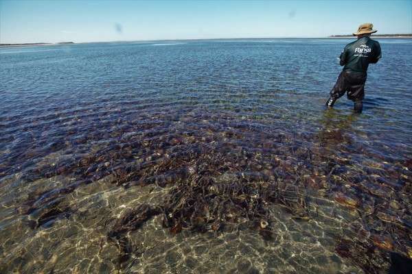 澳洲「紫海膽」氾濫毀滅生態　中國網友提解法：發簽證看我們吃光牠