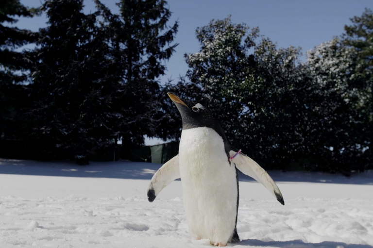 回老家囉～　大風雪後「氣溫僅-12°C」　水族館企鵝外出郊遊：豪冷欸❤️