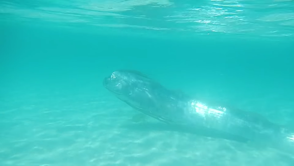 「深海地震魚」竟現身淺灘　遊客下水見證牠的奇蹟泳姿
