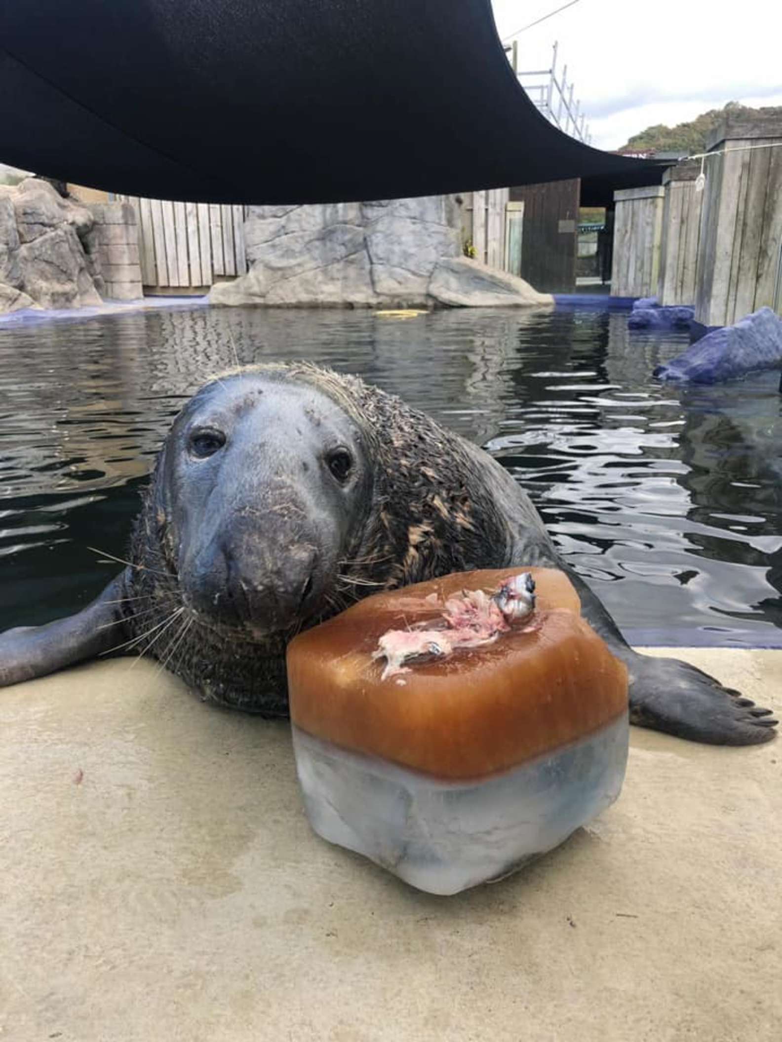 31歲生日快樂！海豹吃到「特製魚蛋糕」　開心到流口水：謝謝你們的禮物