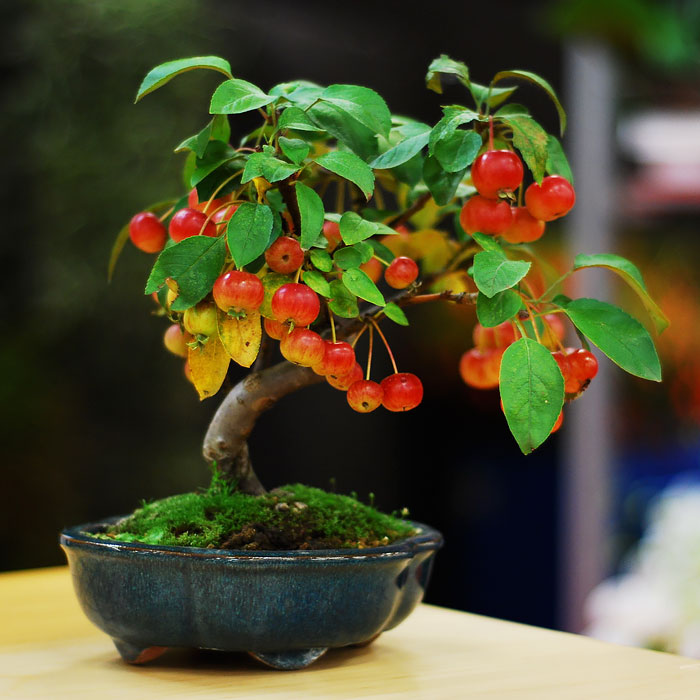 19座「可以列為國寶」的世界最美盆栽　擺一盆在室內立刻散發「超強氣場」