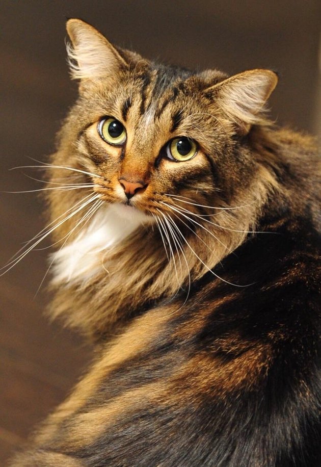 貓咪是世界上最優雅生物！　20隻絕美「喵界超模」展現超強氣場