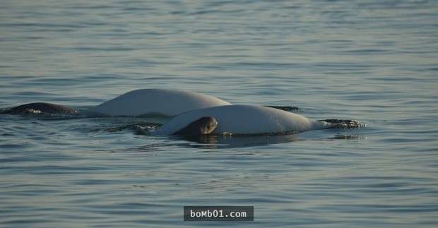 小兄弟發現白鯨寶寶擱淺在海灘時沒有做出腦殘行為，反而「一直這樣做」把大家都暖到哭了！