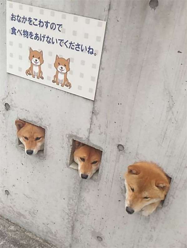 哈囉～哈囉～　日本柴犬三太郎「卡洞賣萌」爆紅　大家每天都找牠們拍照打卡