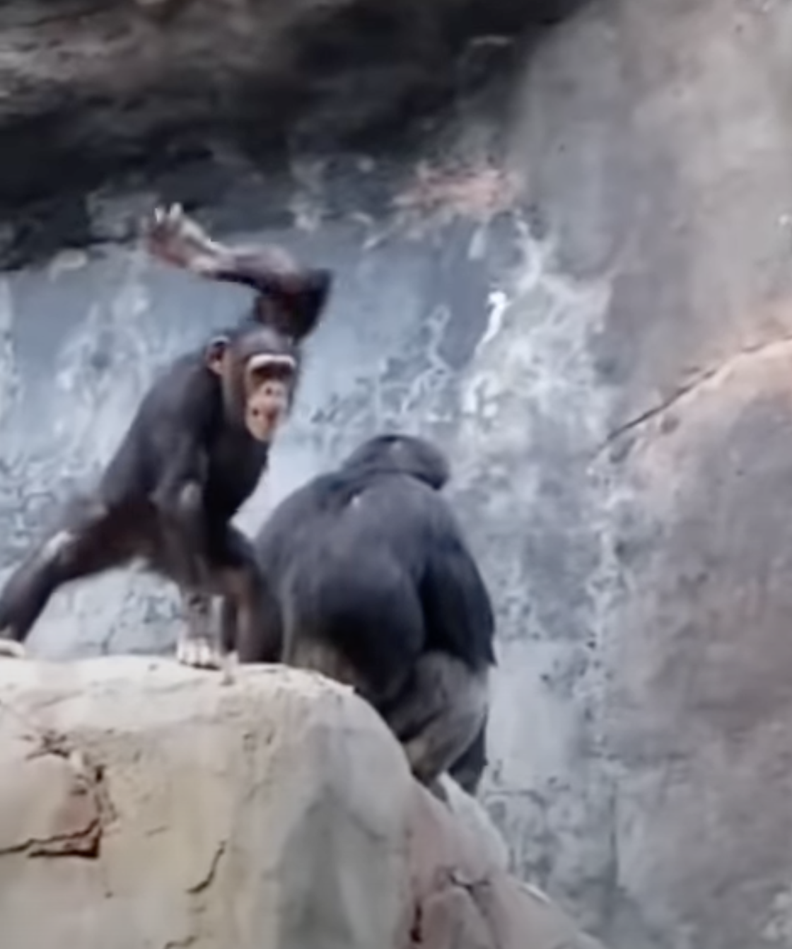 小猩猩拿石頭丟遊客　猩猩爸怒抄「傢俬」教訓：哩洗勒考！