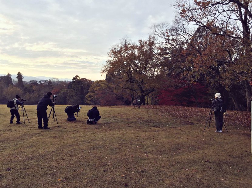 日本攝影師拍攝奈良「紅葉見頃」美景　浪漫畫面讓人心醉