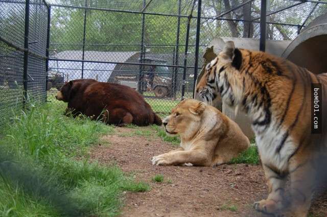 毒梟為了看動物互相殘殺把獅子、老虎、熊關在一起養，結果事情的發展完全超脫大家的常識了！