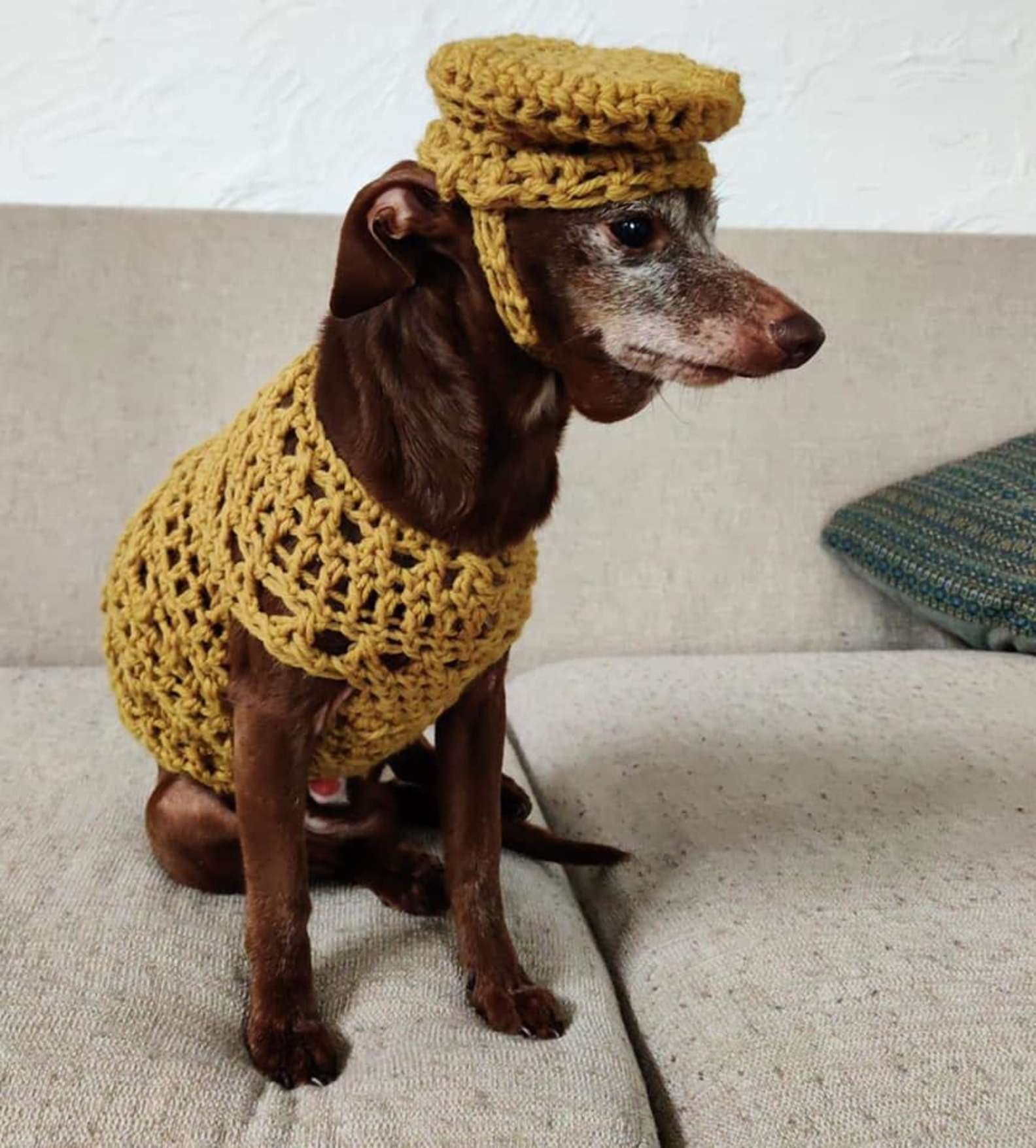 整條街最蝦趴！中途爸親手縫毛衣給狗　保暖又能「幫助牠們被領養」
