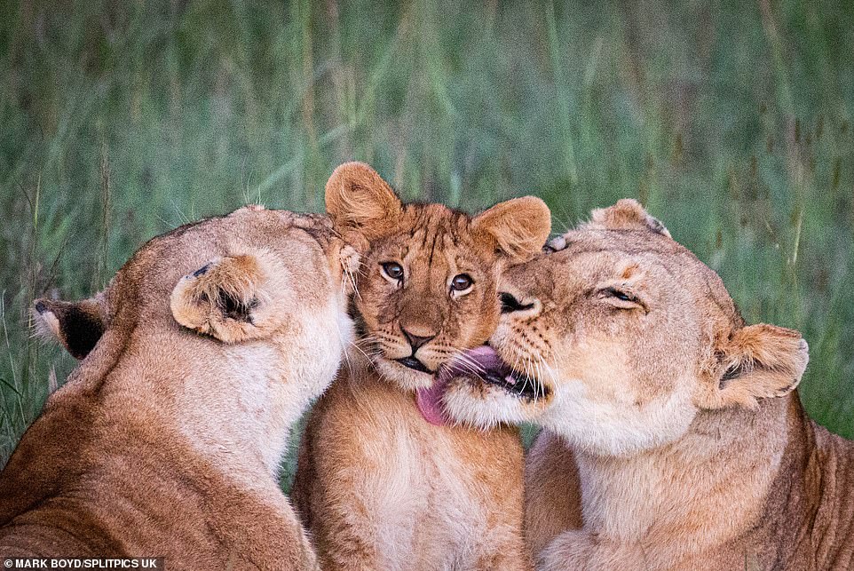 獅子家的溫馨日常♡　2母獅溫柔「親親小獅臉頰」　牠享受「洗臉服務」爽到眼神ㄎㄧㄤ