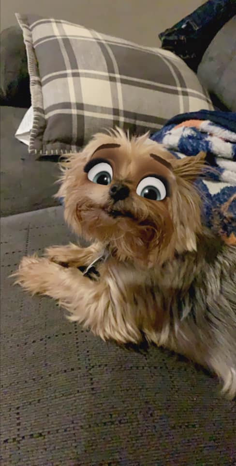 愛犬變成迪士尼角色！　Snapchat推出「汪星人專用濾鏡」　萌汪「一秒卡通化」可愛暈♥