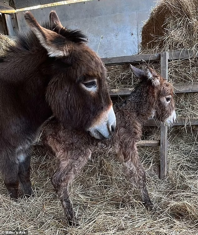 2個月大驢寶寶被偷走！驢媽媽「悲傷到哭出來」　2週後母女神奇團聚了