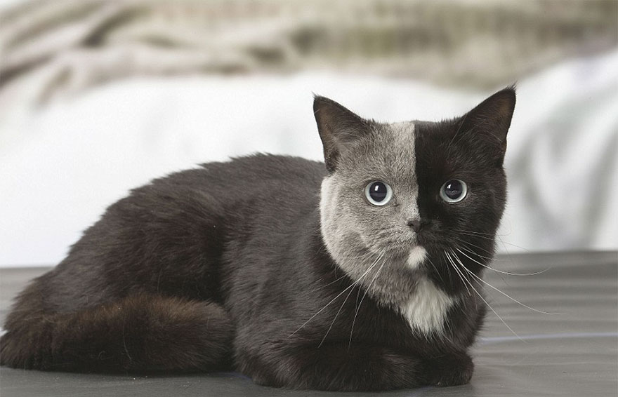 「雙色臉貓咪」的完美對稱超吸睛　長大後「超有氣質」美出新高度