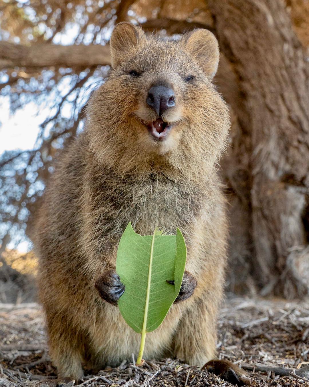 澳洲遇見超可愛「短尾矮袋鼠」 國際認證是世界上最快樂的動物 – 爆笑博客