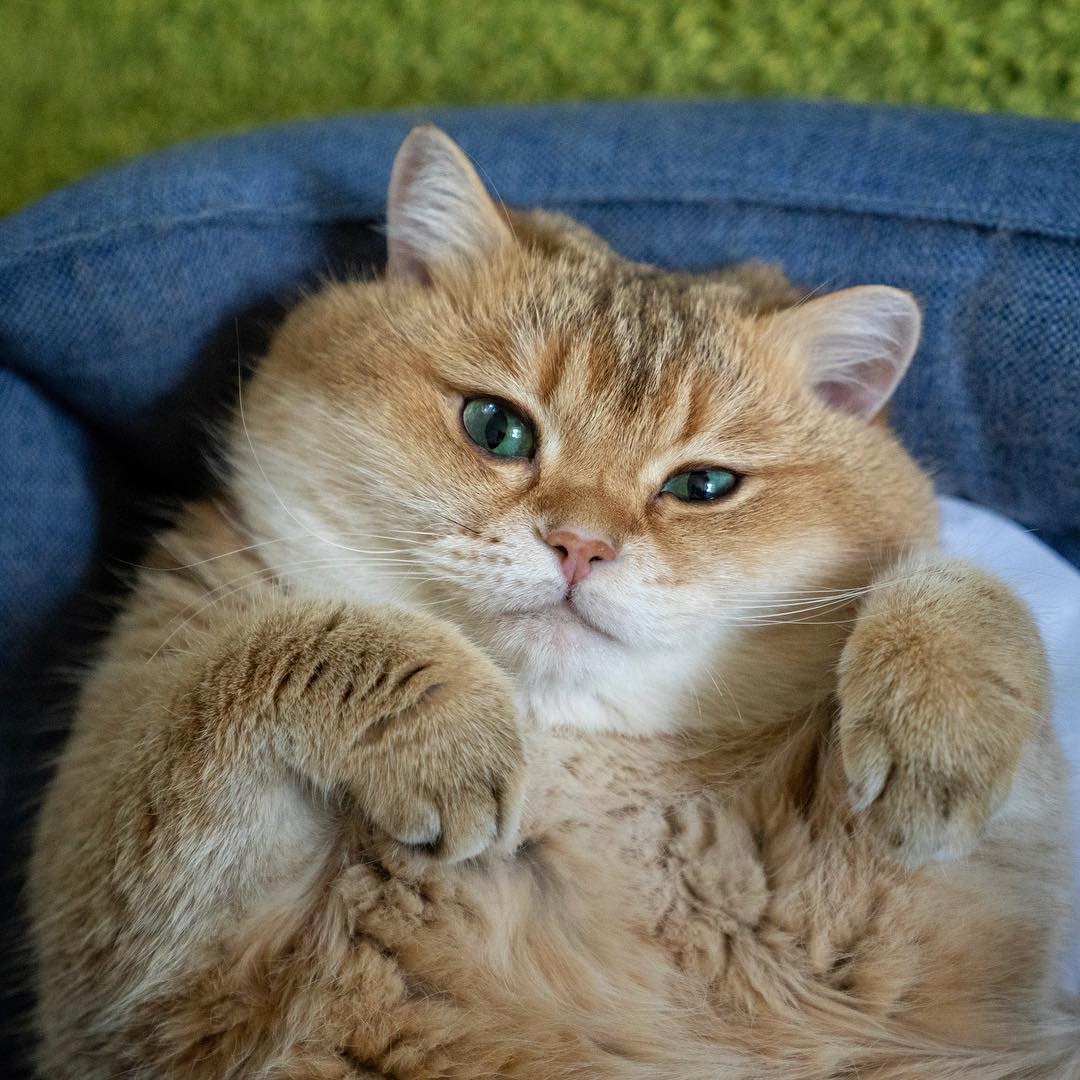 俄羅斯胖萌貓「可愛到變網紅」　肉肉身材讓網友笑：還以為是柴犬呢