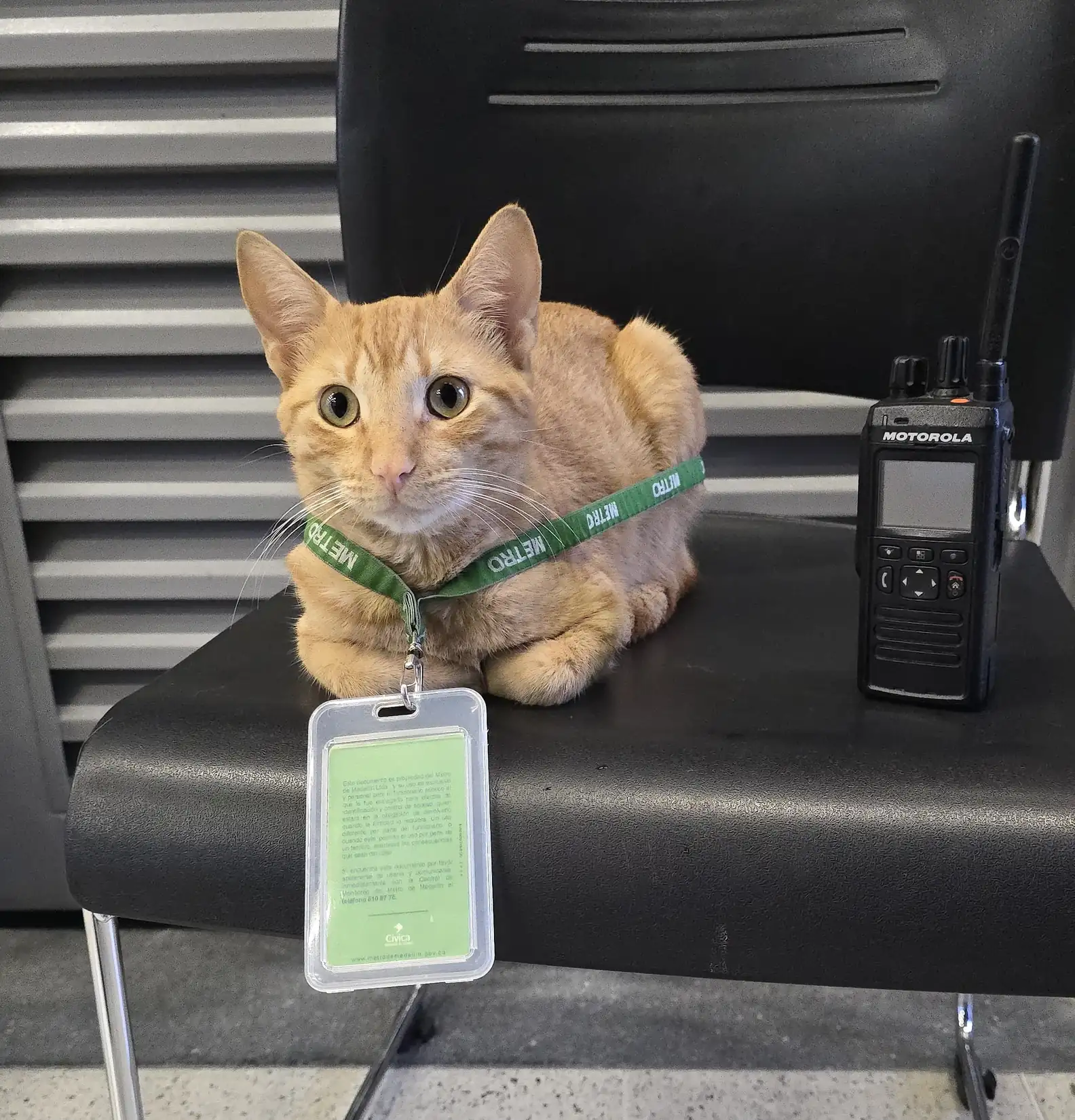 橘貓每天光顧地鐵站！工作人員為牠戴「工作證」　化身非官方吉祥物