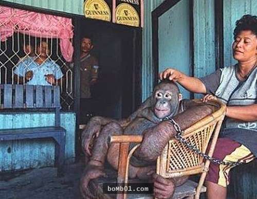 這隻紅毛猩猩被全身剃毛還「淪為全村莊男人的性奴」，動保團體最後手持AK-47衝鋒槍才能把牠救出！
