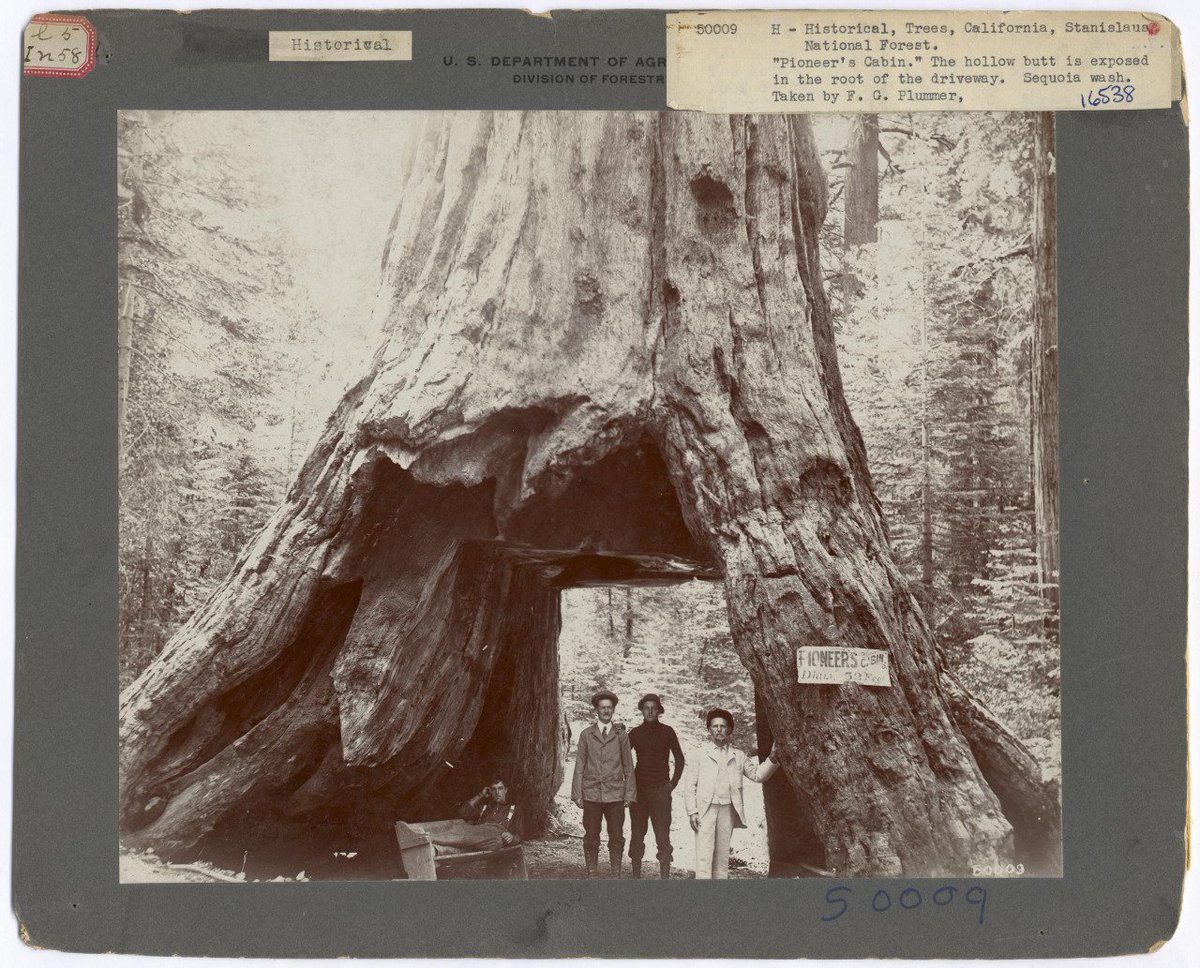 這顆1000歲的老樹「被人類在中間挖了一個大洞」，130年後現場的畫面讓所有人都心碎自責！