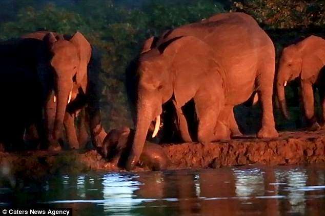 小象寶寶失足落水　小短腿爬不上來狂掙扎　周圍大象：別怕我們來救你了！