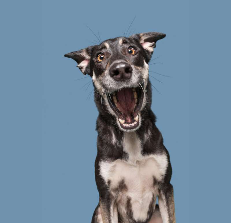 20張讓大家看到「狗狗也會做驚呆、嗨翻表情」的寵物攝影照片