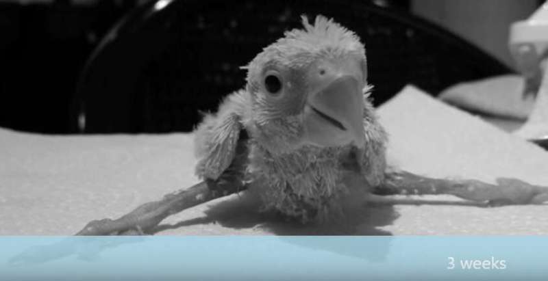 鸚鵡寶寶因為雙腿畸形一出生就被父母遺棄　如今牠的華麗轉變會讓你今晚笑著入睡