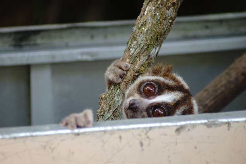 20隻懶猴被囚禁終於重返自然　害怕探頭：這就是…我的世界？