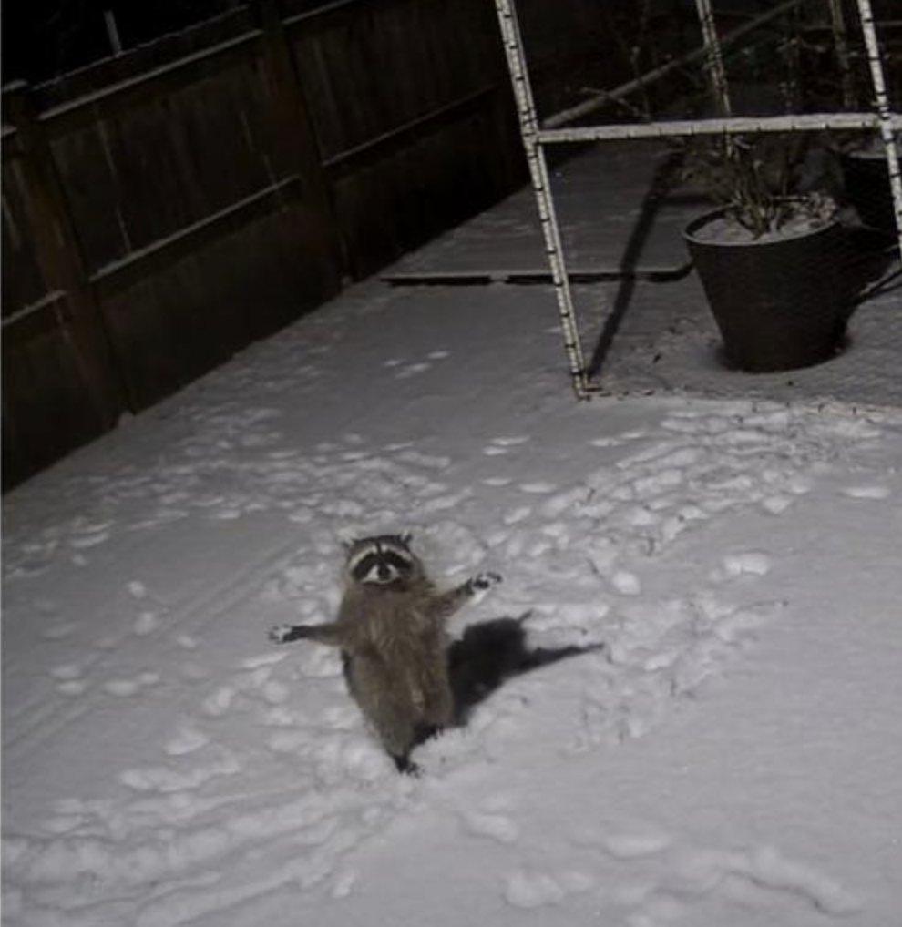 雪地裡有小腳印！小浣熊「看見雪太興奮」闖後院　跳起來接雪：冰冰的捏～
