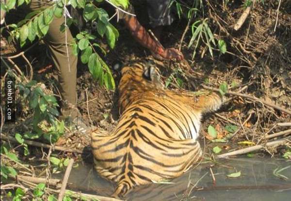 他們在河邊發現一隻「滿臉發黑的母老虎」，把牠的屍體撈上岸後卻發現令人更心痛的真相。