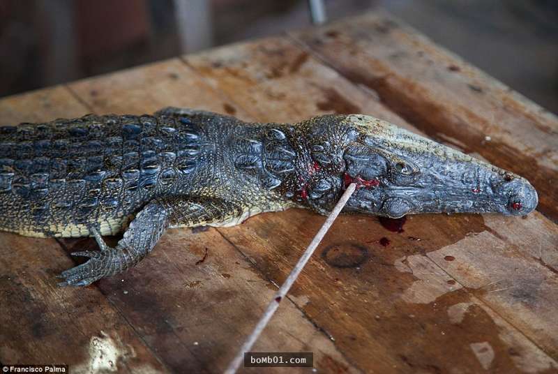 外國記者偷拍「偷獵者非法捕捉鱷魚的全過程」，當他們開始處理鱷魚後他一度按不下快門…