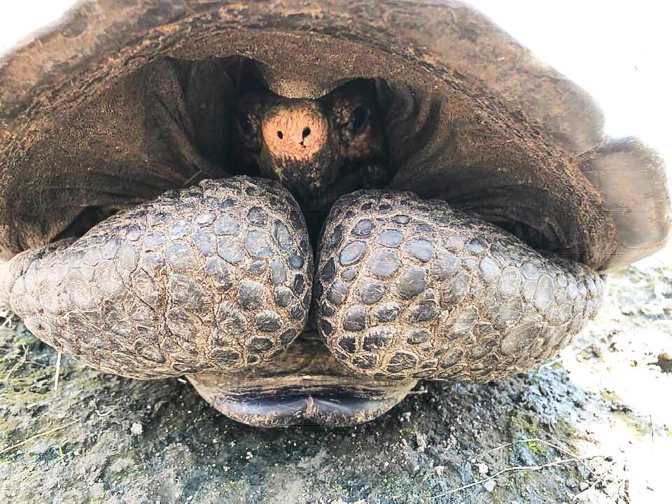 「我被發現了」　神隱112年的絕種巨龜現蹤　 他們抓起來急送育種中心