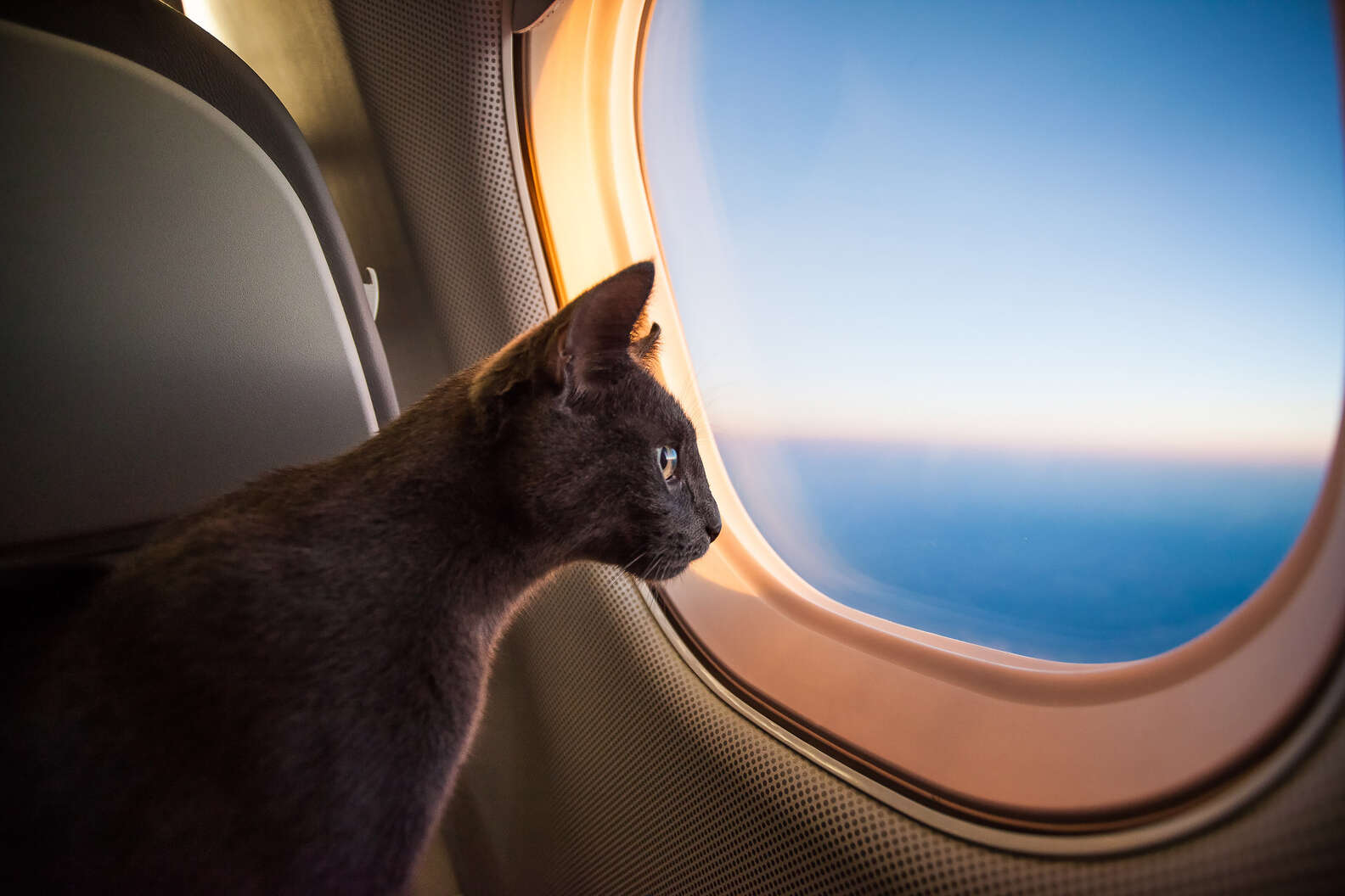 帶寵物出國？外媒評比「最安全航空」年載10萬隻　「最危險航空」不要搭！