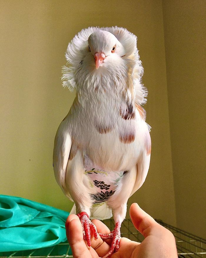 不只是灰色！　34種「世界最美鴿子」時尚羽毛去參加走秀也沒問題～
