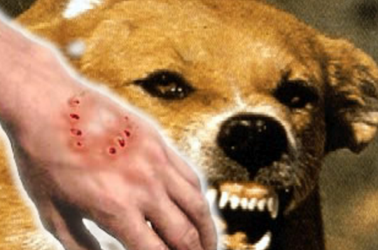 包括曼谷！　泰國13省列為「狂犬病高風險區」　要去泰國的朋友注意