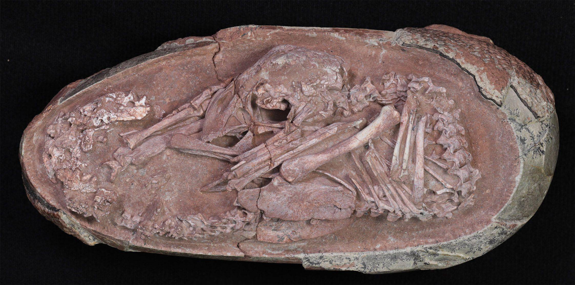 極度罕見！考古出土「7000萬年前」完整恐龍蛋化石　胚胎姿勢前所未見