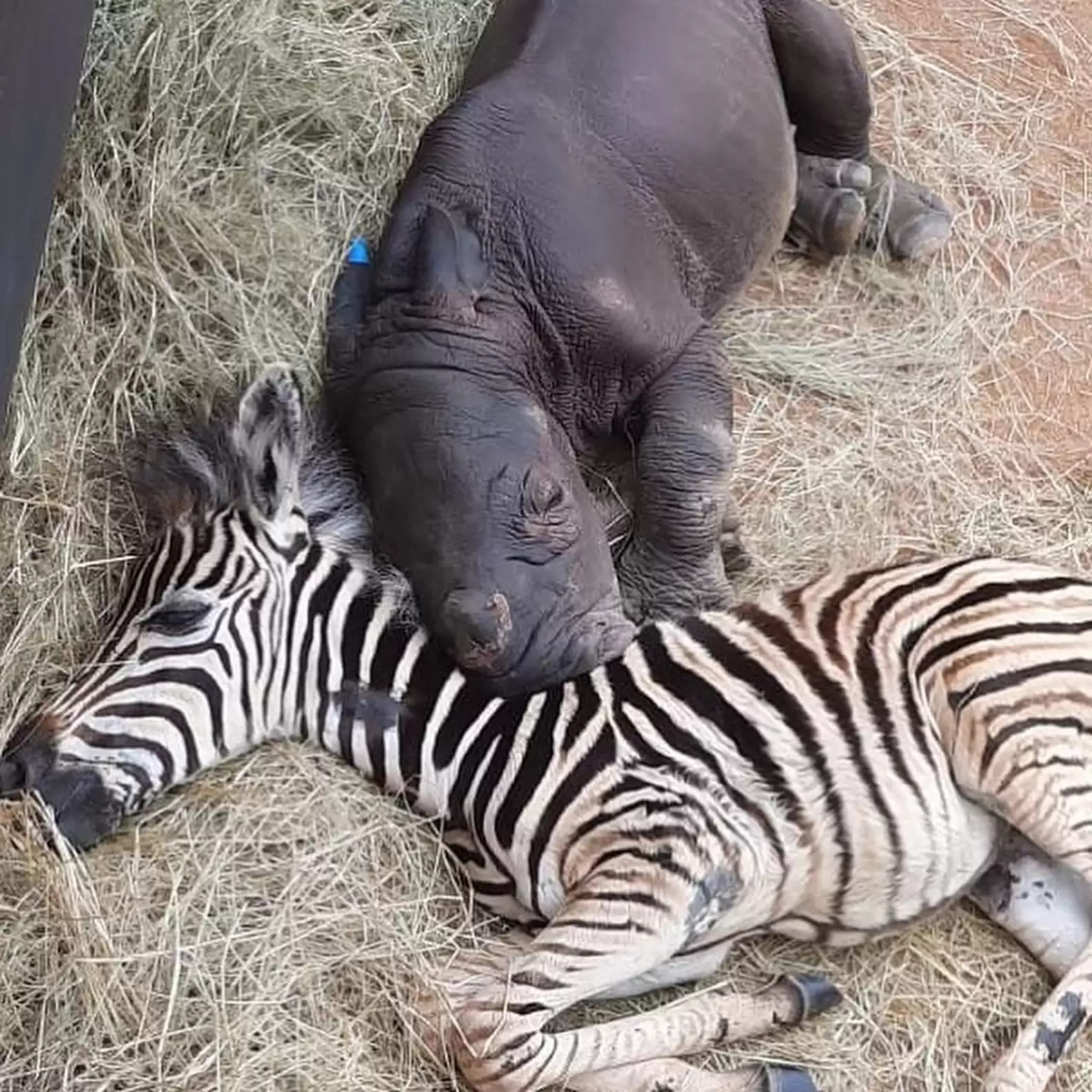 友誼超越物種！小斑馬和孤兒犀牛「彼此相知相惜」　沒家人互相依靠：我們是朋友