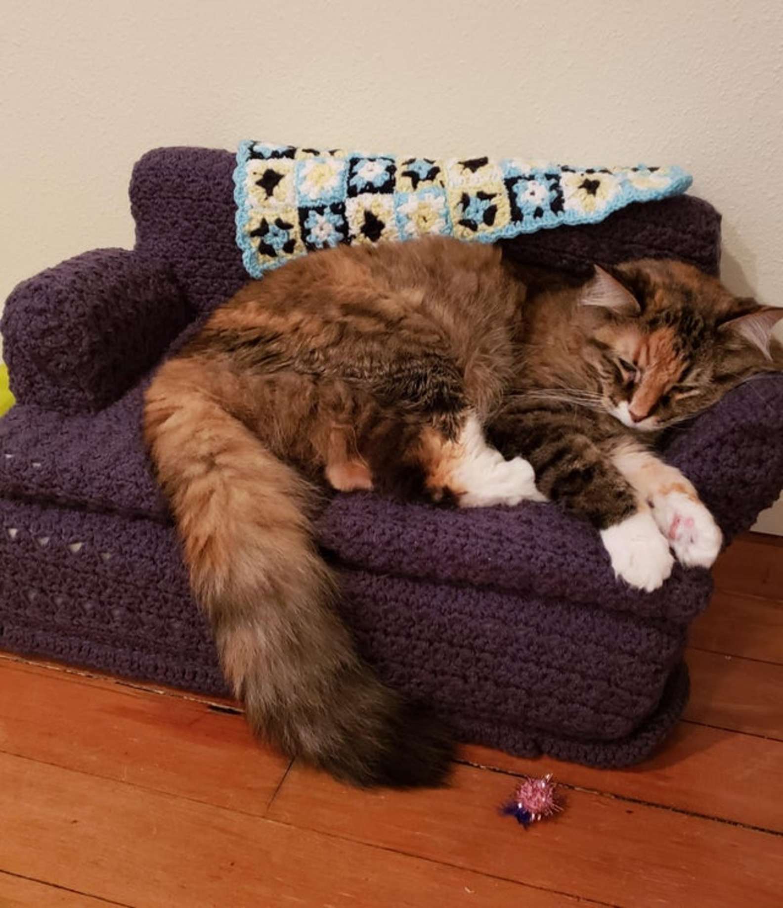 阿嬤的愛！貓貓收到「專屬編織小沙發」　不再趴主人膝蓋改躺這：好素西哦～