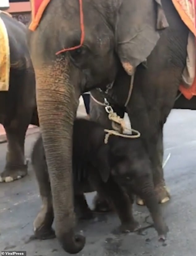 小象跟媽媽「被綁在一起」為遊客服務　受不了大熱天「累癱倒地」網友怒了