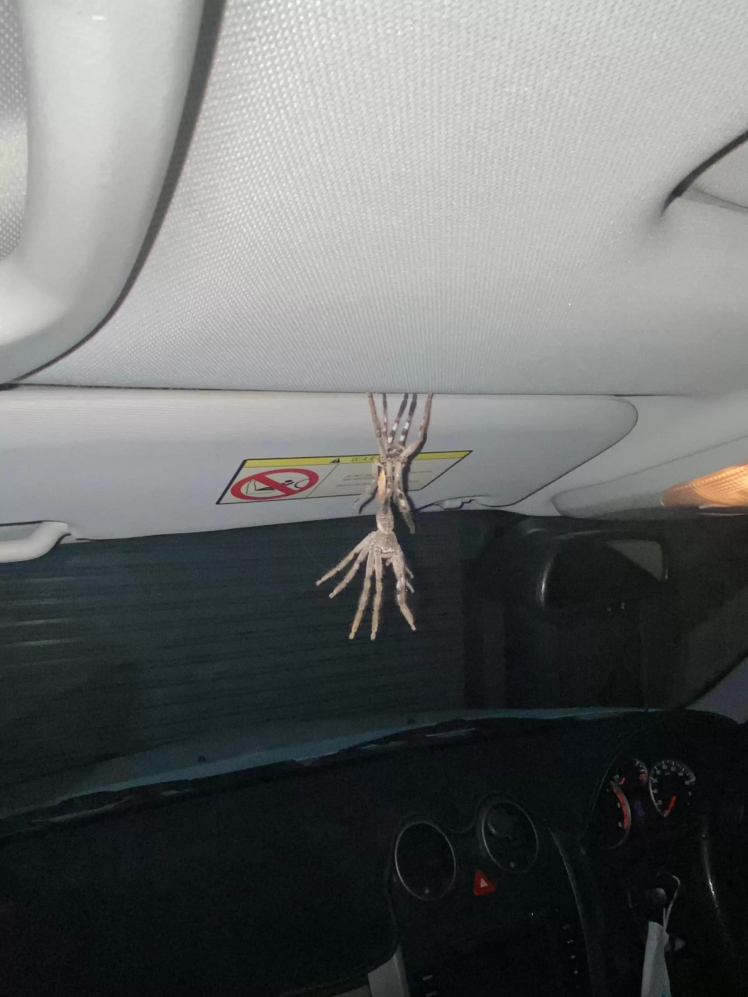 開車門驚見大蜘蛛！原以為2隻在打架　下秒驚呆：身體裡爬出另一隻