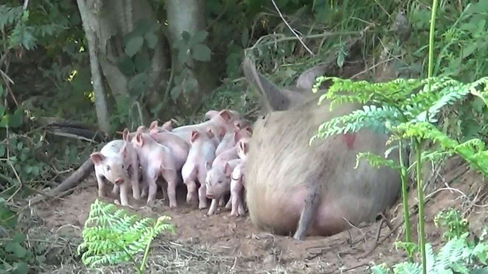 母豬出逃農場！跑到樹林「才敢生子」　全網感動：牠希望小孩安全長大