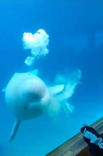 幼白鯨撞牆在求救　口吐泡泡讓專家看一眼就驚呼：快救牠