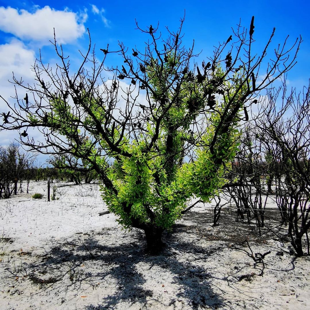 感人！澳洲大火後出現「重生奇景」　植物發芽、動物回歸畫面太美了