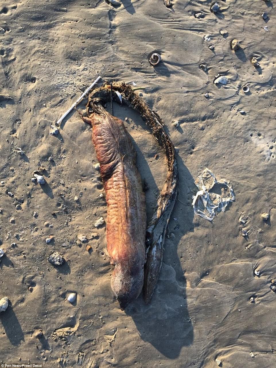 颶風過後的沙灘出現神秘的「無眼海洋生物」，上前一看到牠的嘴巴…那構造讓人不寒而慄！