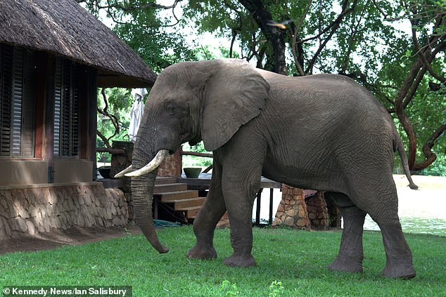 大象爬牆偷吃芒果不知道有鏡頭在拍　「轉身快逃」惹人笑：根本是人類
