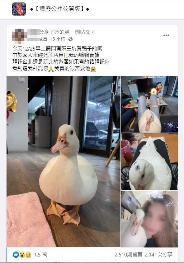 「心愛寵物鴨」被家人偷賣　桃園正妹急壞哭求：拜託還給我！