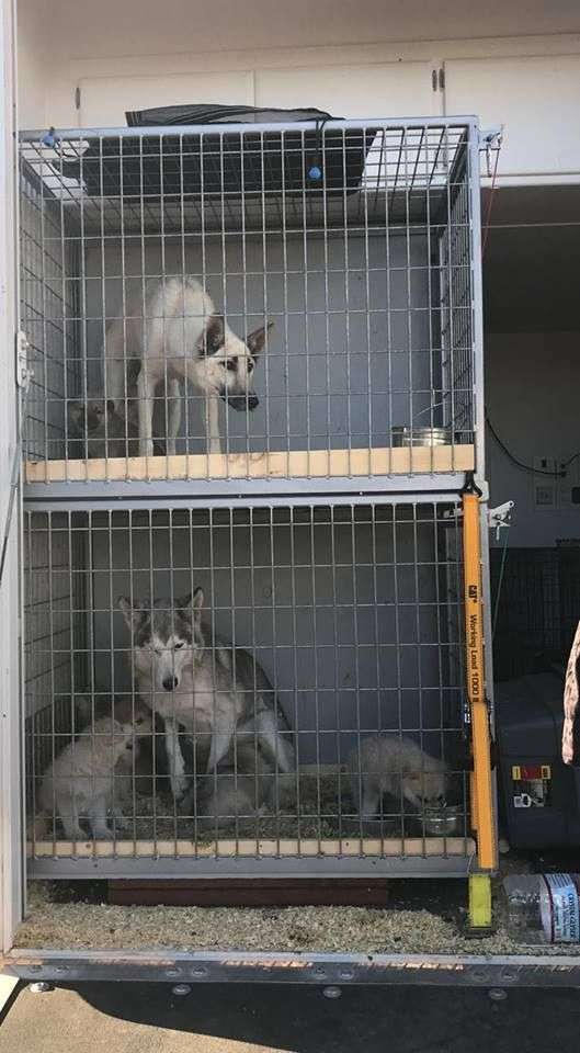 繁殖場160隻狼狗寶寶被解放　庇護所急徵志工：可以來抱抱這些小狼狗嗎？QQ