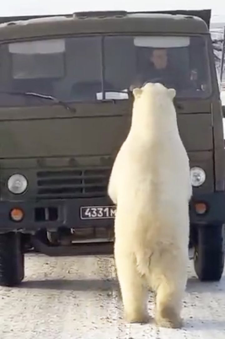 北極熊媽帶小熊「集體劫車」　攔垃圾車「找廚餘吃」駕駛嚇傻　網鼻酸：牠們一定很餓！