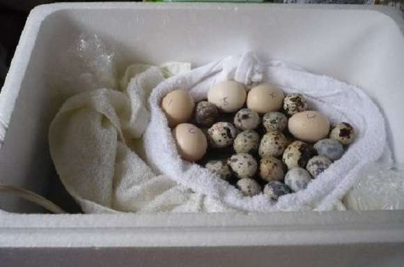 「每盒蛋就有一顆能孵」　日網友買超市蛋真的孵出小鳥了